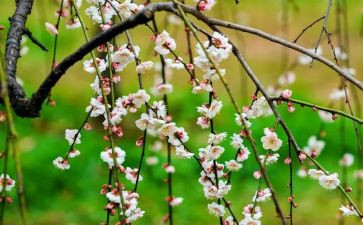 全国模范教师张桂梅心得体会7篇