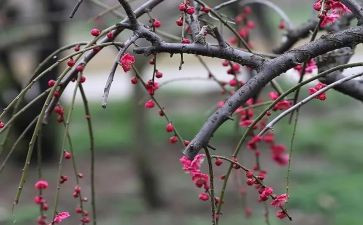 梅兰芳蓄须,读后感7篇