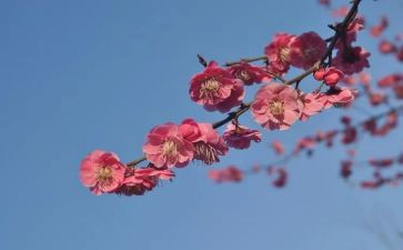 青梅的作文优秀8篇