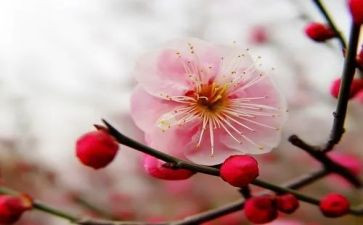 梅花塘读后感7篇