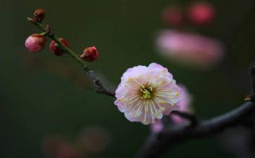 梅花思作文优质7篇