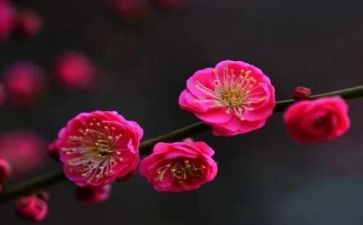梅花钉读后感推荐8篇