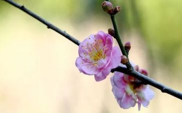 梅花塘读后感通用5篇
