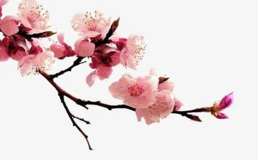 4.梅花魂教案5篇