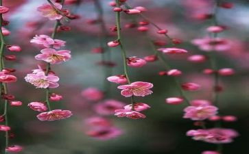 梅花钉读后感6篇