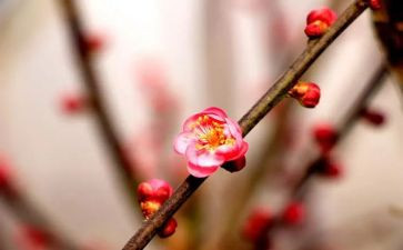 梅花思作文7篇