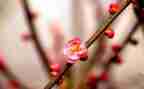 梅花思作文7篇