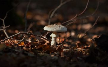 折蘑菇教案模板7篇