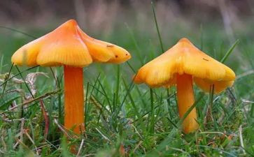 采蘑菇教案精选7篇