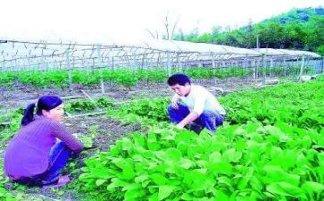 村农技员工作总结范文8篇