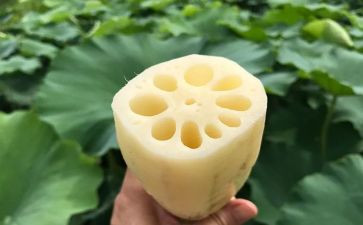 关于藕的教案5篇