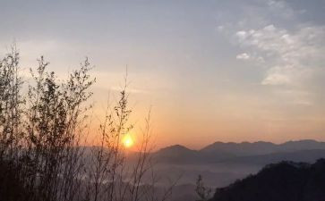 盼猫咪作文最新7篇