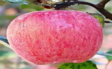 苹果上的外婆100读后感优秀7篇