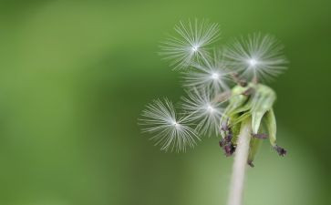 有关蒲公英的作文6篇