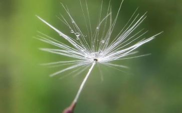 我是蒲公英的作文5篇
