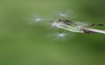 我是一棵蒲公英作文6篇
