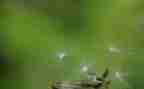 蒲公英的梦作文500字8篇