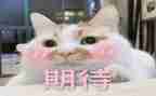 2024年我的期待作文7篇