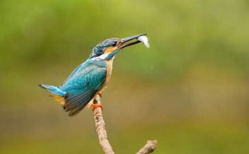 读后感青鸟读后感优秀5篇