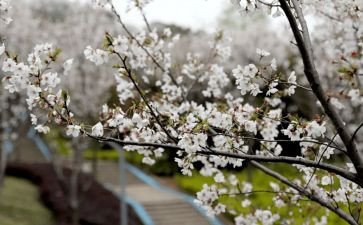 三月三的教案优质8篇