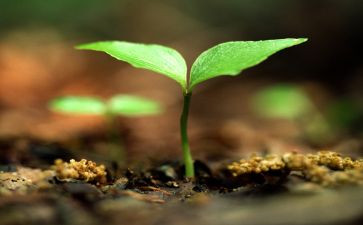 《生命》读后感6篇