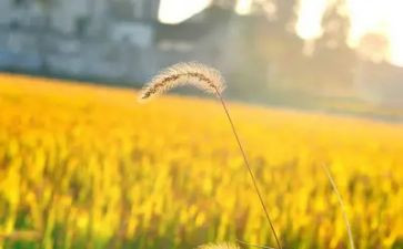 《我的收获》作文600字6篇