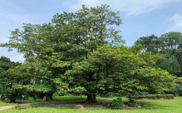 公司植树节活动总结8篇