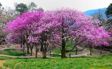 小学植树节活动活动总结7篇