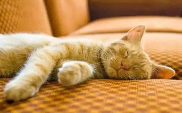 科学睡眠健康成长主题班会心得体会8篇