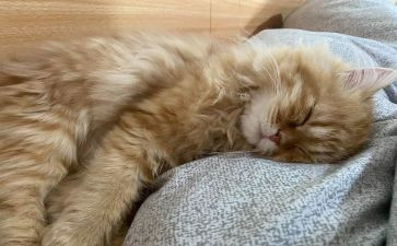 爱睡觉猫作文参考8篇
