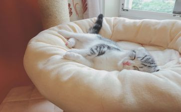 猫睡觉的作文5篇