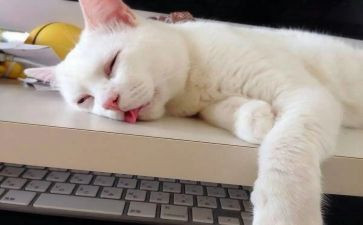 爱睡觉猫作文5篇
