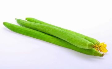 种丝瓜教案5篇