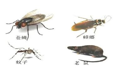 除四害工作计划8篇