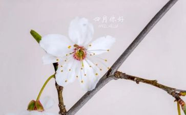 四月教学总结5篇