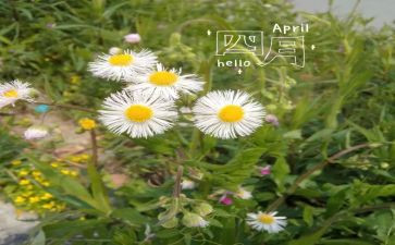 幼儿园四月教师工作总结5篇