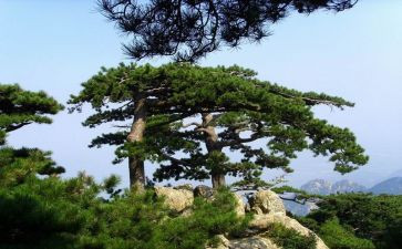 大松树和小松树教案8篇