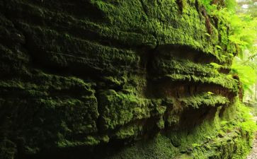 苔的教学教案优质5篇