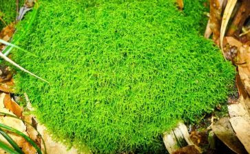 苔的教学教案模板8篇