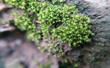 古诗苔的作文优秀7篇