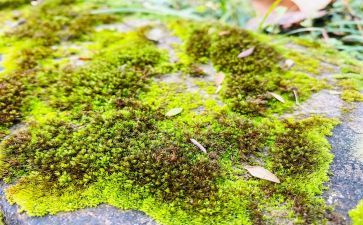 关于古诗苔的作文优秀5篇