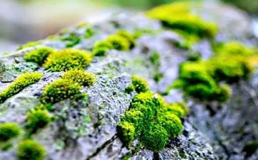 苔这一诗的读后感7篇