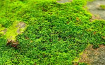 关于古诗苔的作文最新5篇