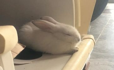 兔文化活动方案参考5篇