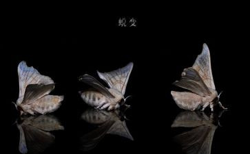 蜕变作文优秀8篇