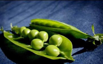 豌豆上的公主读后感8篇