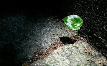 竹顽强作文6篇