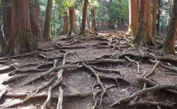 我的根作文600字精选6篇