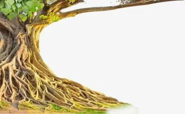 我的根作文800字5篇