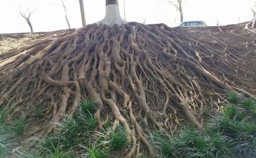 我的根作文600字模板6篇